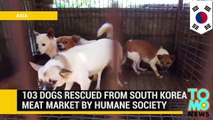 Sociedad protectora de animales rescata 103 perros que serian vendidos por su carne en Corea del Sur