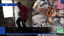Tigre logra escapar durante una sesión de fotos en Detroit