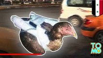 ISIS ahora esta usando pollos bomba como su principal arma contra el ejercito kurdo
