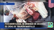 Familia en la Florida graba a pescador ilegal deshacerse de 34 crías muertas de tiburón martillo