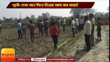 एक बार फिर दिखा बाघ का कहर, तीन लोगों को किया घायल