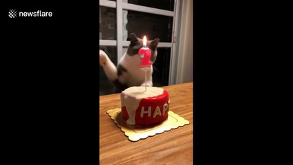 Cat uses paw to 'blow' out candle on birthday cake