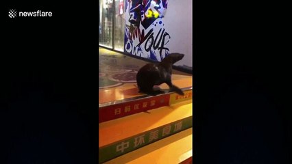Runaway sea lion wanders around Chinese city
