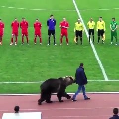 Un ours donne le coup d'envoi d'un match de foot en Russie !