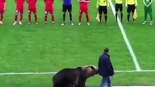 Un ours donne le coup d'envoi d'un match de foot en Russie !