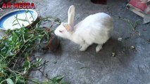 Rabbit - A Funny And Cute Bunny Videos Compilation