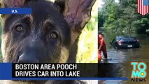 Cachorro de pastor alemán conduce el auto de su dueño y lo envía directo contra un lago