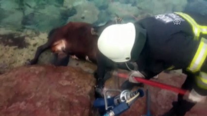 Denizdeki kayalıklara sıkışan dana kurtarıldı - MUĞLA