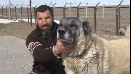 Türk Kangalı, Afrika’da Çıtalara, Amerika’da Dağ Aslanlarına Meydan Okuyor İha