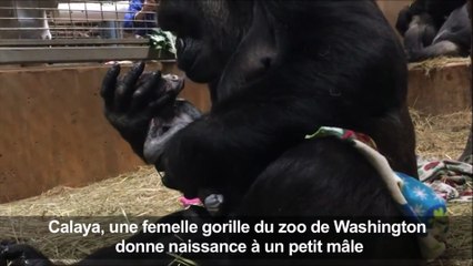 Un bébé gorille est né : un événement qui n'était pas arrivé depuis 9 ans au zoo de Washington !