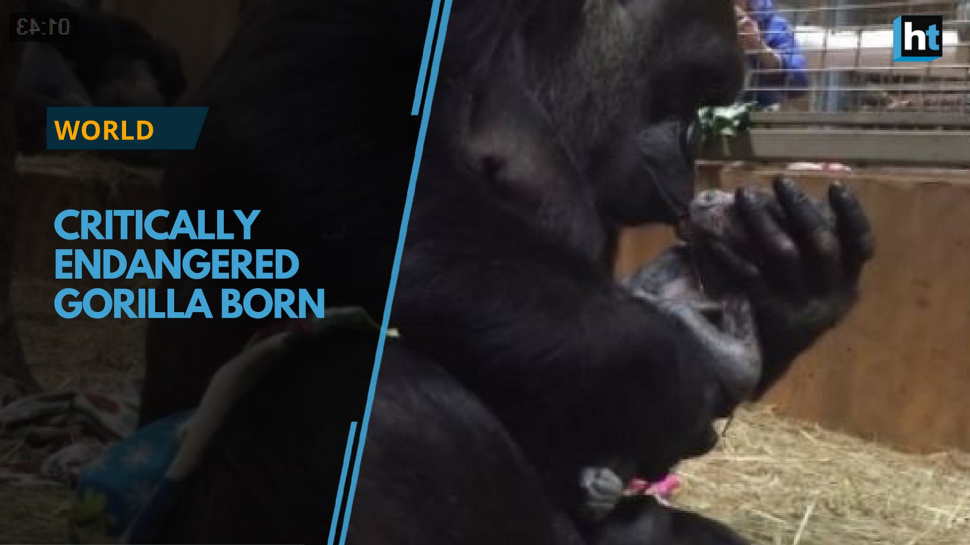 ⁣Critically endangered baby gorilla born at National Zoo