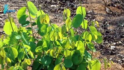 Giloy - गिलोय के फायदे और नुकसान क्या हैं   Daily Health Care