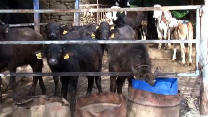 Bakımı Zor, Kaymağı Kıymetli