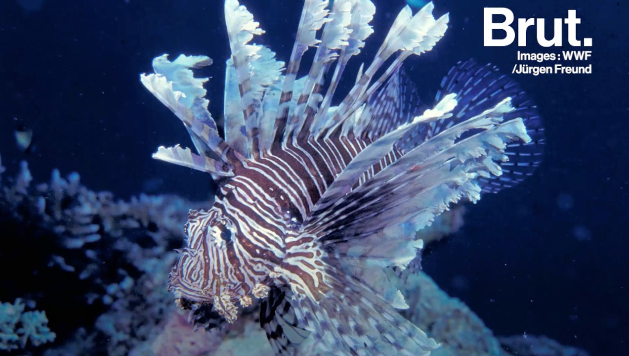 La rascasse volante menace les écosystèmes marins