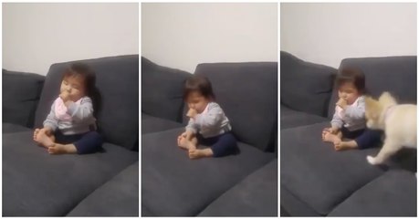 Cão mostra o verdadeiro instinto de proteção perante uma criança sonolenta... TÃO FOFO