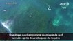 Requins: une épreuve mondiale de surf annulée en Australie