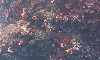 Destinasi Wisata Menyelam di Perairan Banda Neira