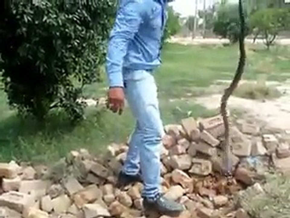 Snake  Video