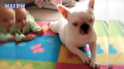 Cutest Relationship French Bulldog And Baby Videos Compilation