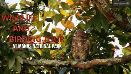 manas national park - asianadventures