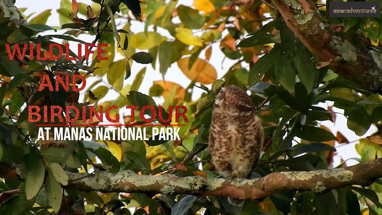 manas national park - asianadventures