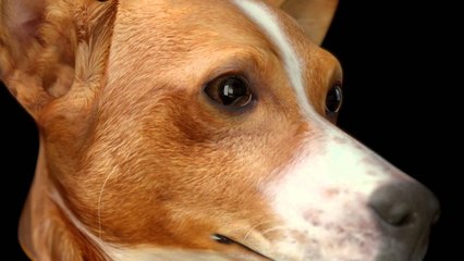 CGI Making of HD "Amor Verissimo" by Conspira | CGMeetup