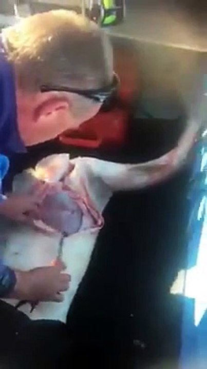 Un pêcheur sauve une centaine de bébés requins