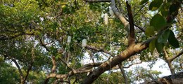 700 year old banyan tree receives saline treatment for infestation