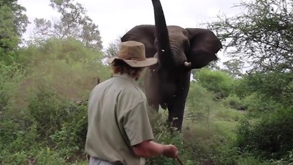 Un homme défie un éléphant