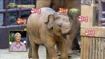 [Haha Land 2] 하하랜드2 -An elephant who receives the love of zoo people in one body 20180418
