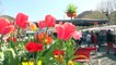 Alpes-de-Haute-Provence : le soleil donne le sourire sur le marché de Digne-les-Bains
