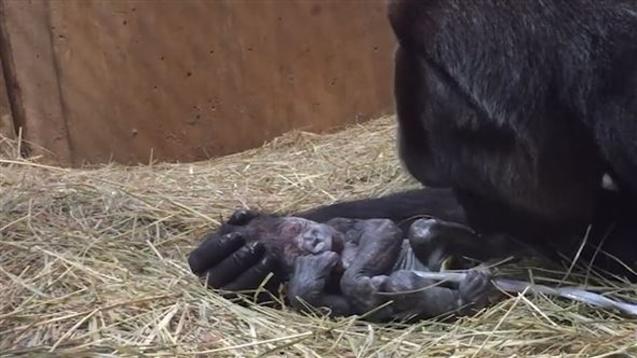 Glückliche gorilla-geburt: grandiose großaufahmen