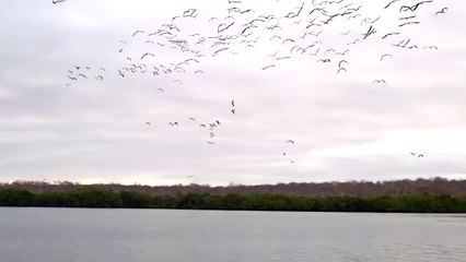 100 oiseaux plongent simultanément (Îles Galápagos)