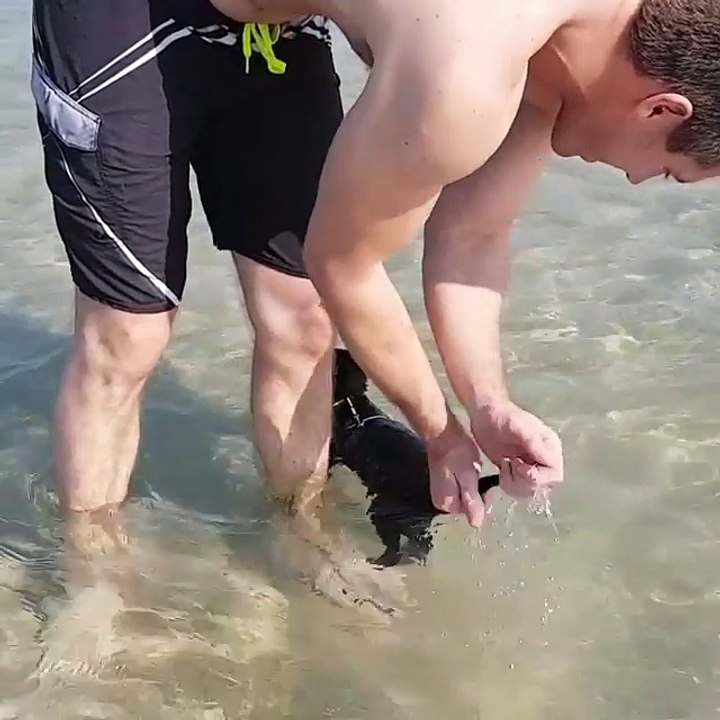 Un chat à la plage