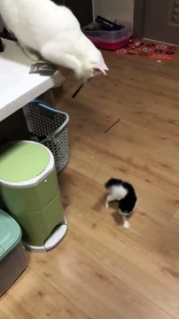 Un chat joue avec un chaton