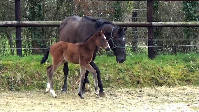 Ixelles des Edènes 3 semaines