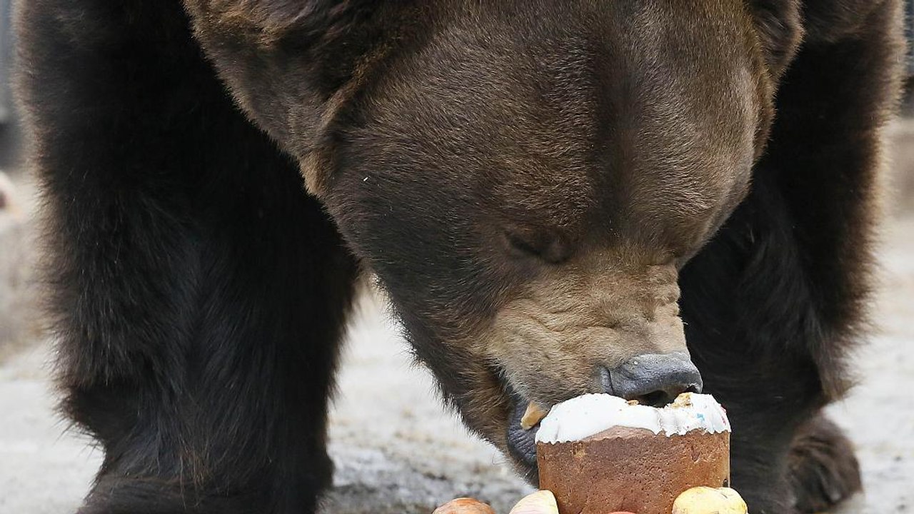 'Unmenschlich und realitätsfern': Bär eröffnet Fußballspiel in Russland