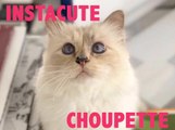 Choupette : Le chat star de Karl Lagerfeld !