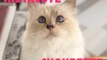 Choupette : Le chat star de Karl Lagerfeld !