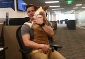 Office Worker Gets Through His Day With Hugs From a Special Corgi