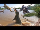 crocodile Surprises & Ambush Monkey, Impala And Lion