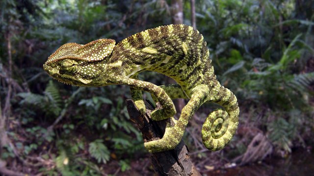 2.5D PARALLAX IN AFTER EFFECTS (STILL IMAGE TO VIDEO)