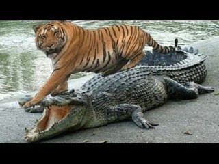 Tiger Attacks Crocodile vs Lion, Leopard,Buffalo, and Monkey