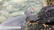 Camera Catches Seal Pup Playing With A Knife