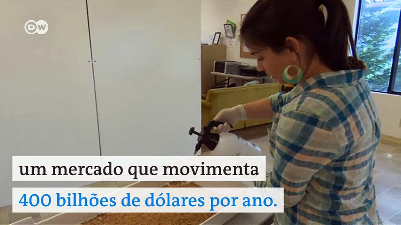 Larvas de insetos ganham espaço no mercado bilhonário de ração animal