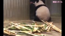 筍バトル！負けたシャンシャン (٭'ω'٭)飼育員さんから貰う！【パンダ】giant panda