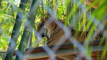 Cubs Meet Adult Tiger For The First Time | Tigers About The House | BBC
