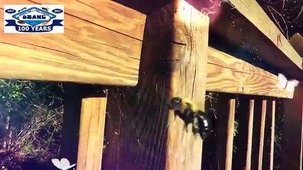 Carpenter Bees In Sea Girt NJ 732-504-3758 Ozane.com