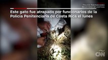 Capturan a gato que llevaba un móvil a un preso en cárcel de Costa Rica