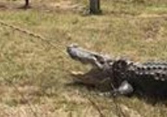 Huge Alligator Caught Near Highway in Dewitt, Arkansas